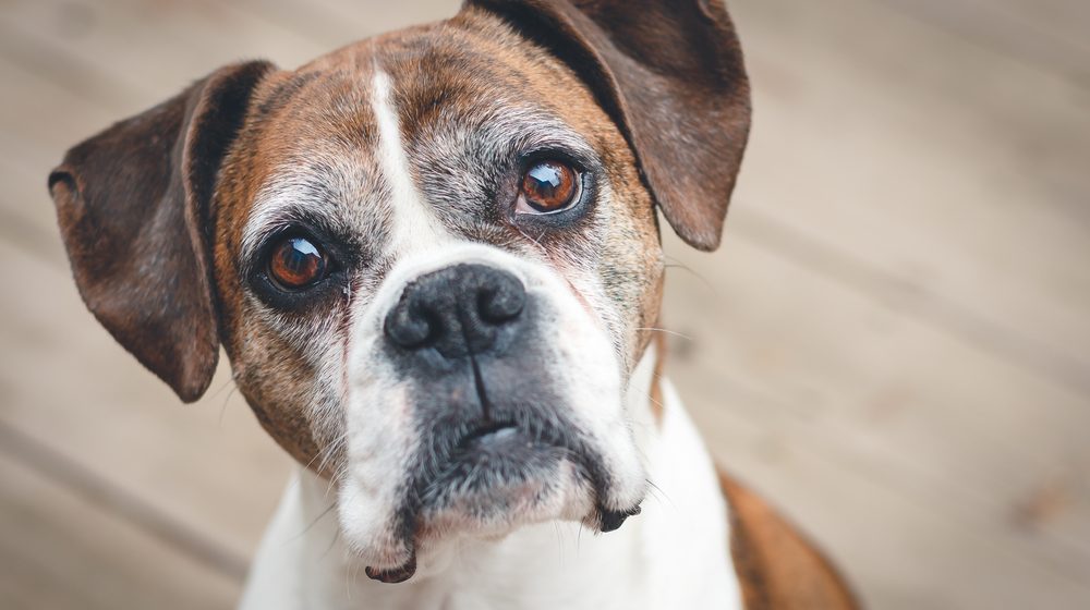Animalele senior: cum să le oferi cea mai bună îngrijire?